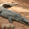 Bonjour ! Voici la suite du crocodile avec le début du travail des écailles, ainsi que des ajustements au niveau de la tête. Je suis intéressé par vos avis pour la [&hellip;]