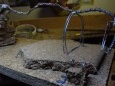 SAM_1923