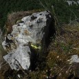 Et voici la dernière étape de notre chasse aux dinosaures ! Elle se conclut en Bourgogne, à Gevrey Chambertin. Un Spinosaure à Gevrey ! Deux bonnes heures pour l&rsquo;armature, et [&hellip;]