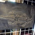 Ce samedi 28 septembre inaugure à Dijon une exposition sur le thème des fossiles marins. Durant les deux prochaines semaines, vous aurez l&rsquo;occasion de découvrir les trésors disparus de la [&hellip;]