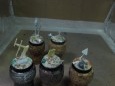 SAM_6886