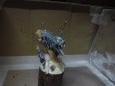 SAM_6971