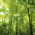   Maintenant que nous avons classé les arbres, intéressons-nous au cas de la pratique ! Comment monter sur les branches ? De quelle façon progresser jusqu&rsquo;au sommet ? &nbsp; − Première partie : Classification des Arbres. − Deuxième partie [&hellip;]