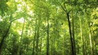   Maintenant que nous avons classé les arbres, intéressons-nous au cas de la pratique ! Comment monter sur les branches ? De quelle façon progresser jusqu&rsquo;au sommet ? &nbsp; − Première partie : Classification des Arbres. − Deuxième partie [&hellip;]