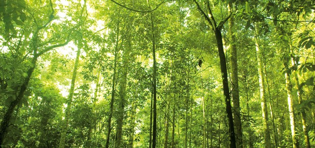   Maintenant que nous avons classé les arbres, intéressons-nous au cas de la pratique ! Comment monter sur les branches ? De quelle façon progresser jusqu&rsquo;au sommet ? &nbsp; − Première partie : Classification des Arbres. − Deuxième partie [&hellip;]