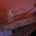 Souhaitant m&rsquo;exercer dans la pose des volumes et le respect de l&rsquo;anatomie, j&rsquo;ai réalisé une petite tête de dinosaure en fimo. Le début fut passionnant, puis l&rsquo;exercice s&rsquo;est compliqué et [&hellip;]