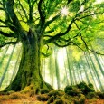 Nous commençons aujourd&rsquo;hui une série d&rsquo;articles sur l&rsquo;Escalade dans les Arbres. Ou comment retrouver ses origines animales, en harmonie avec la nature ! L&rsquo;escalade a pris de l&rsquo;ampleur depuis les années [&hellip;]