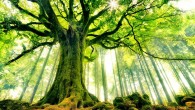 Nous commençons aujourd&rsquo;hui une série d&rsquo;articles sur l&rsquo;Escalade dans les Arbres. Ou comment retrouver ses origines animales, en harmonie avec la nature ! L&rsquo;escalade a pris de l&rsquo;ampleur depuis les années [&hellip;]