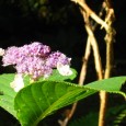 C&rsquo;était une amie. C&rsquo;était une artiste notre Gisèle. Une philosophe, une sérénité. Quelqu&rsquo;un de passionné, d&rsquo;engagé. Quelqu&rsquo;un qui savait lutter pour ses idées. Un rayon de soleil ma Gisèle. À [&hellip;]