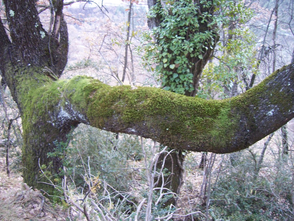 mousse sur branche d'arbre