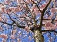 printemps_136524653164168500
