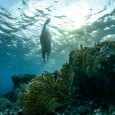 Le magazine National Geographic viens de présenter la liste des Aventuriers de l&rsquo;année. Entre le Kayak, le parapente le surf, la natation, le ski ou l&rsquo;alpinisme, de nouvelles histoires écrites en 2014 sont [&hellip;]