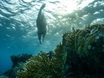 redsea-swim-underwater_85253_600x450