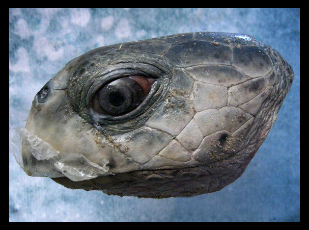 turtle-04
