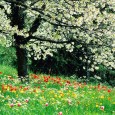 Salutations, je vous écris pour vous informer que le site rentre en pause pour quelques semaines. Il devient délicat de le gérer en cette période d&rsquo;examens et de fin d&rsquo;année, mais [&hellip;]